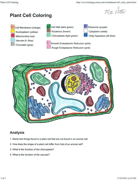 plant cell coloring worksheet answers